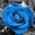 1658.gif