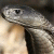 1165.gif