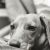 1039.gif
